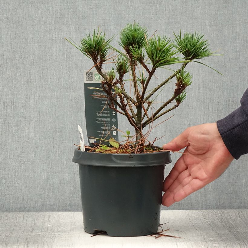 Example of Pin de Weymouth nain - Pinus strobus Radiata Pot de 3L/4L as you get in ete