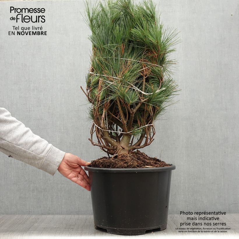 Example of Pin de Weymouth - Pinus strobus Secrest Pièce as you get in automne
