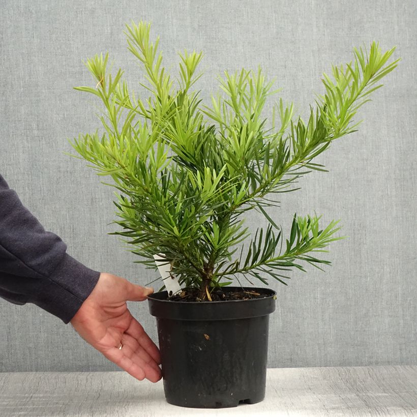 Example of Pin des bouddhistes - Podocarpus macrophyllus Pot de 2L/3L as you get in ete