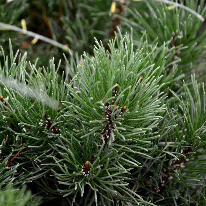 Pin des montagnes - Pinus mugo mughus (Foliage)
