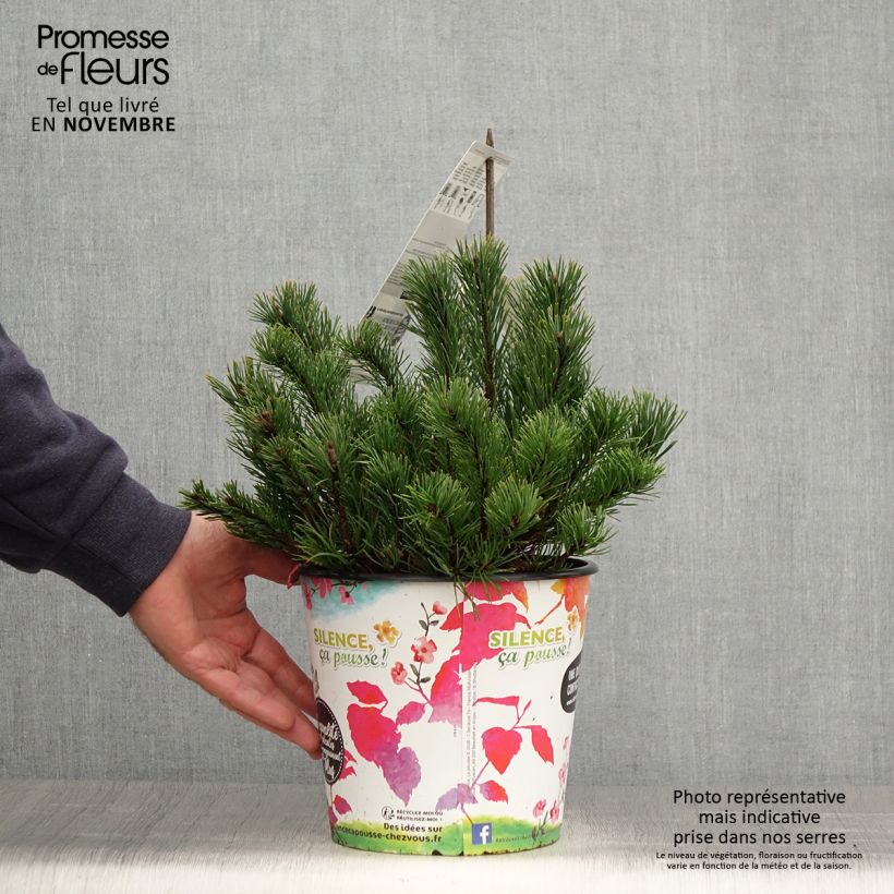Example of Pin des montagnes - Pinus mugo mughus Pot de 4L/5L as you get in automne
