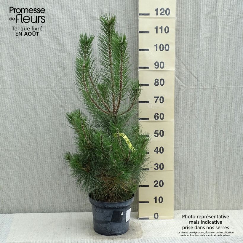 Example of Pin noir d'Autriche - Pinus nigra nigra Pot de 7,5L/10L as you get in ete