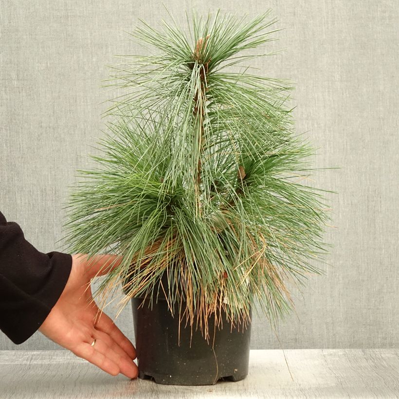 Example of Pin - Pinus schwerinii Wiethorst Pot de 2L/3L as you get in automne