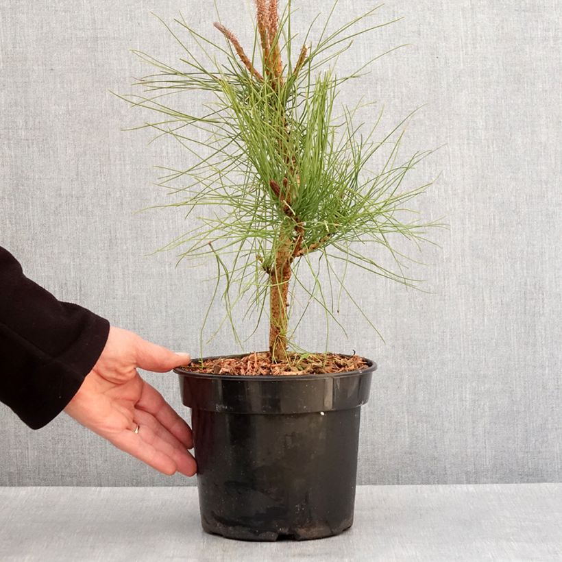 Example of Pin ponderosa - Pinus ponderosa Pot de 3L/4L as you get in hiver