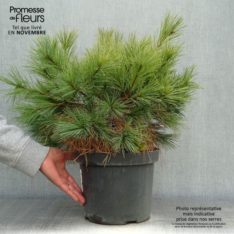 Example of Pin Weymouth - Pinus strobus Blue Shag Pot de 7,5L/10L as you get in automne