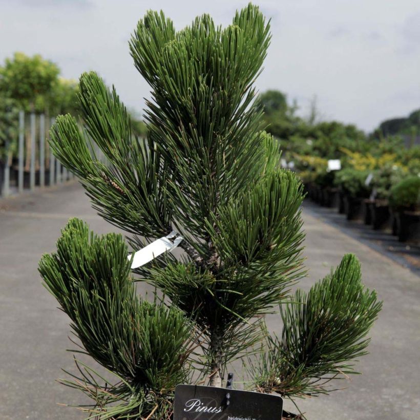 Pin - Pinus heldreichii Satellit (Foliage)