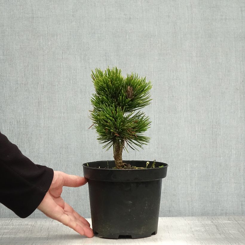 Example of Pinus heldreichii Schmidtii - Pin de Bosnie                       Pot de 2L/3L as you get in automne