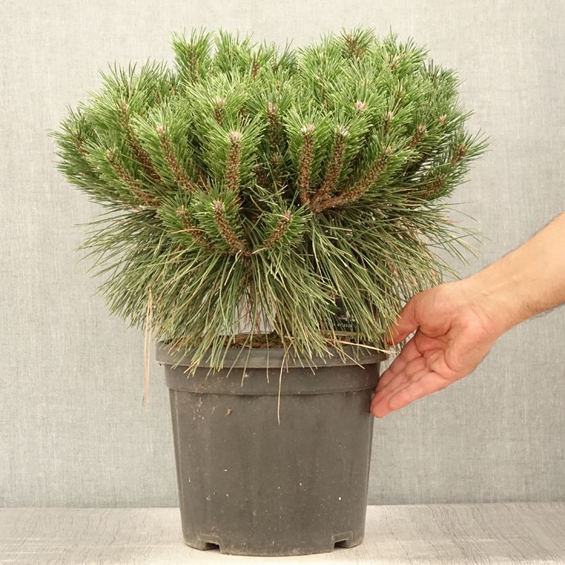 Example of Pinus nigra Pierrick Brégeon  - Pin noir Pot de 7,5L/10L as you get in ete
