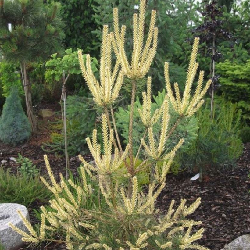 Pinus sylvestris Bialogon - Pin sylvestre nain                       (Foliage)