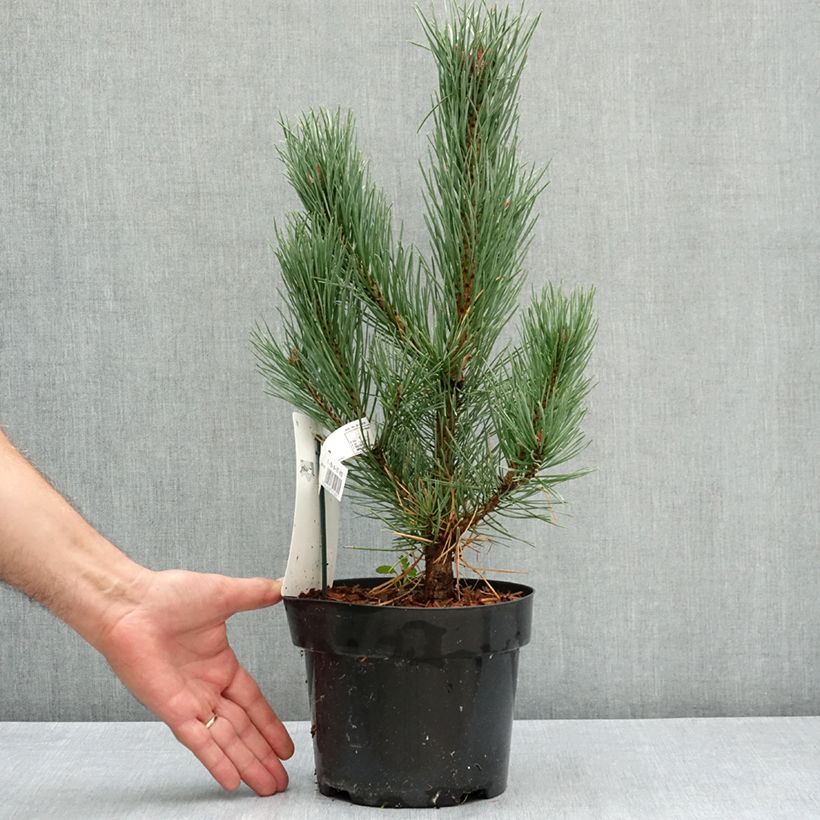Example of Pinus sylvestris Watereri - Pin sylvestre Pot de 2L/3L as you get in ete