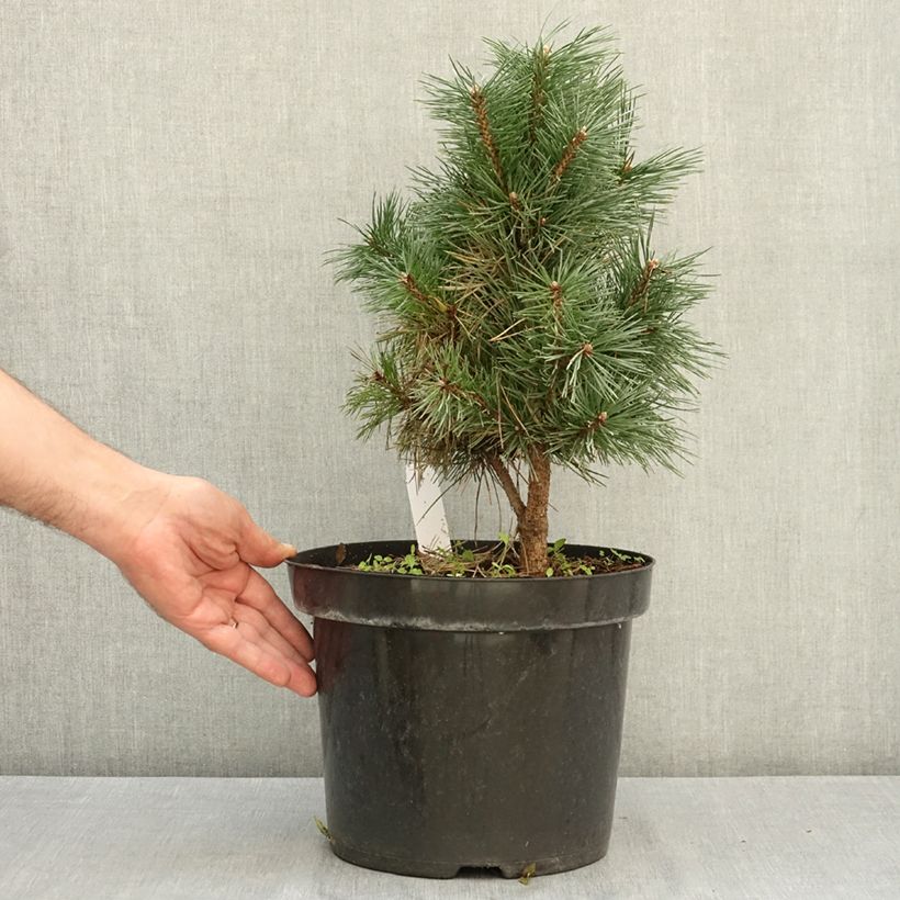 Example of Pinus sylvestris Watereri - Pin sylvestre Pot de 7,5L/10L as you get in ete