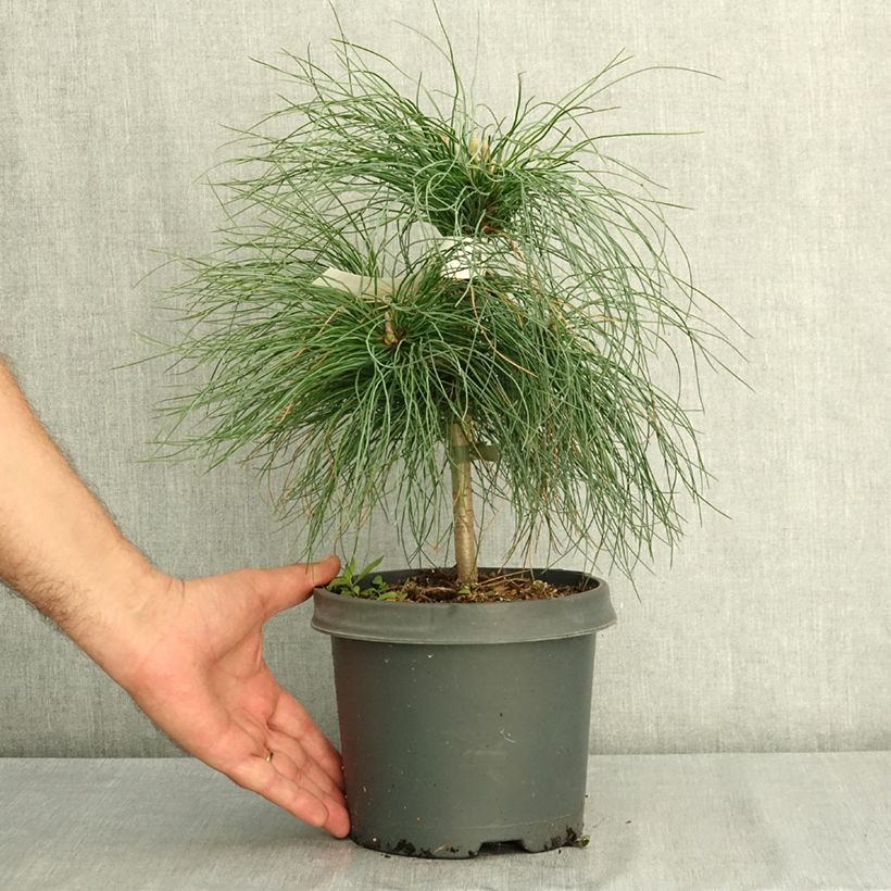 Example of Pinus wallichiana - Pinus griffithii - Pin pleureur de l'Himalaya  Pot de 3L/4L as you get in ete