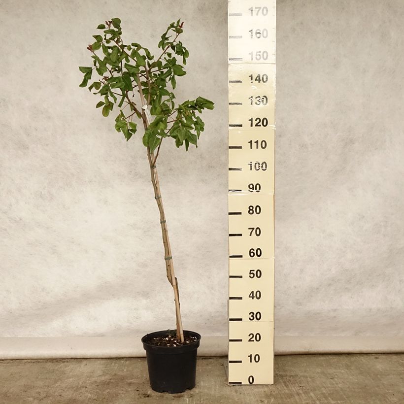 Example of Pistachier femelle Kerman - Pistacia vera  Pot de 7,5L/10L, Demi-Tige as you get in ete