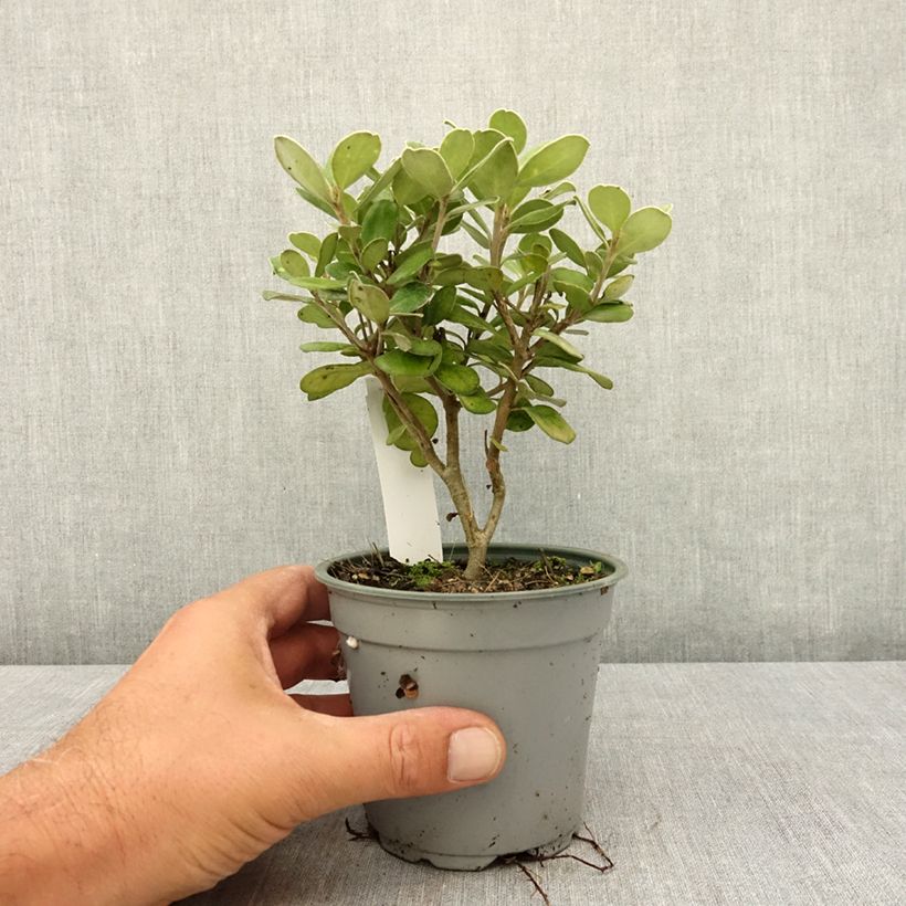 Example of Pittosporum crassifolium Pot Belly - Pittospore à feuilles épaisses Pot de 12 cm / 13 cm as you get in ete