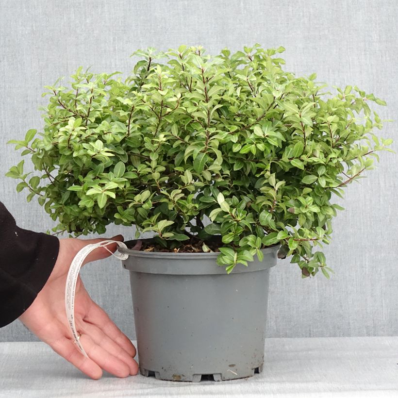 Example of Pittosporum tenuifolium Golden Ball Pot de 2L/3L as you get in hiver