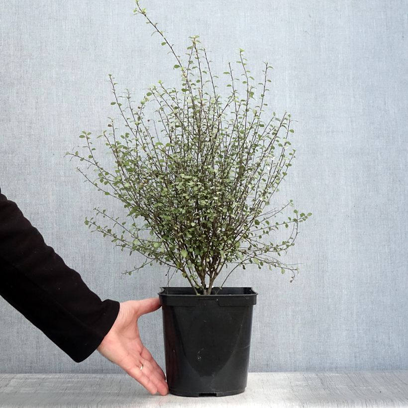 Example of Pittosporum tenuifolium Green Elf Pot de 4L/5L as you get in hiver