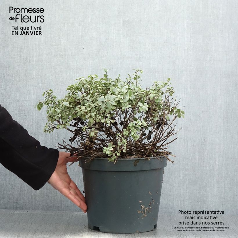 Example of Pittosporum tenuifolium Silver Ball Pot de 7,5L/10L, Boule as you get in hiver