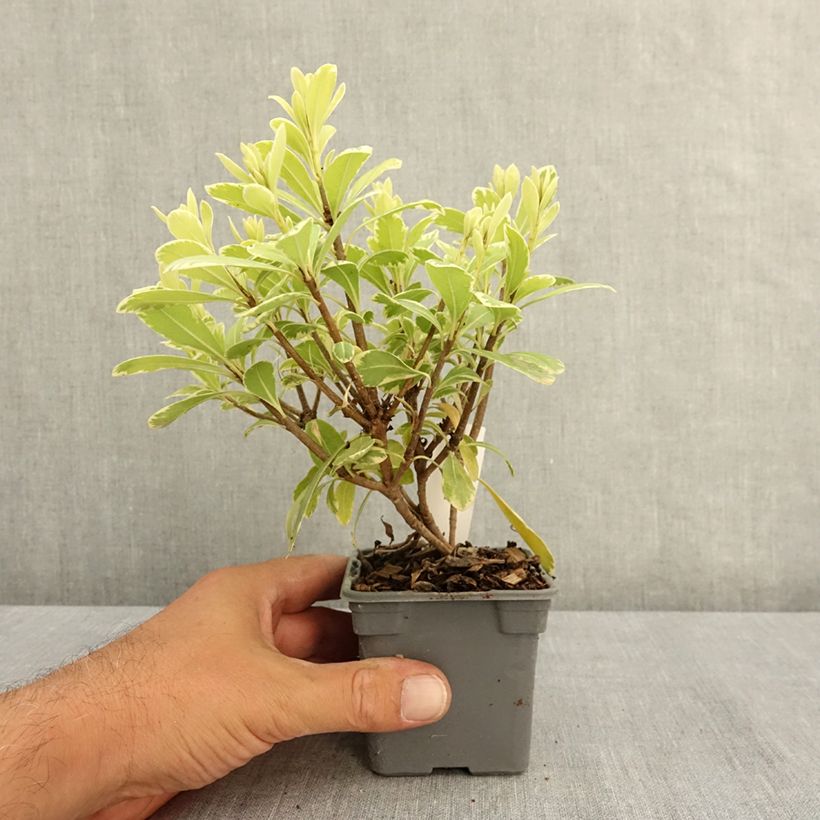 Example of Pittosporum tobira nana Neige du mont Ventoux Godet de 8/9 cm as you get in ete