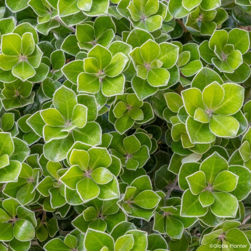 Pittosporum crassifolium Pot Belly - Pittospore à feuilles épaisses (Foliage)