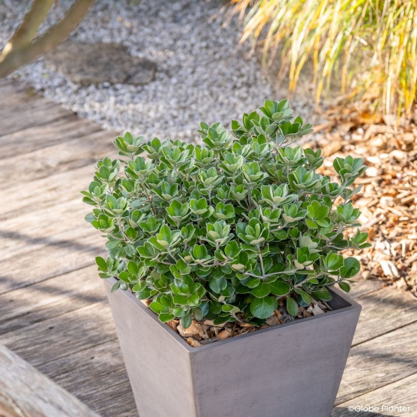 Pittosporum crassifolium Pot Belly - Pittospore à feuilles épaisses (Plant habit)
