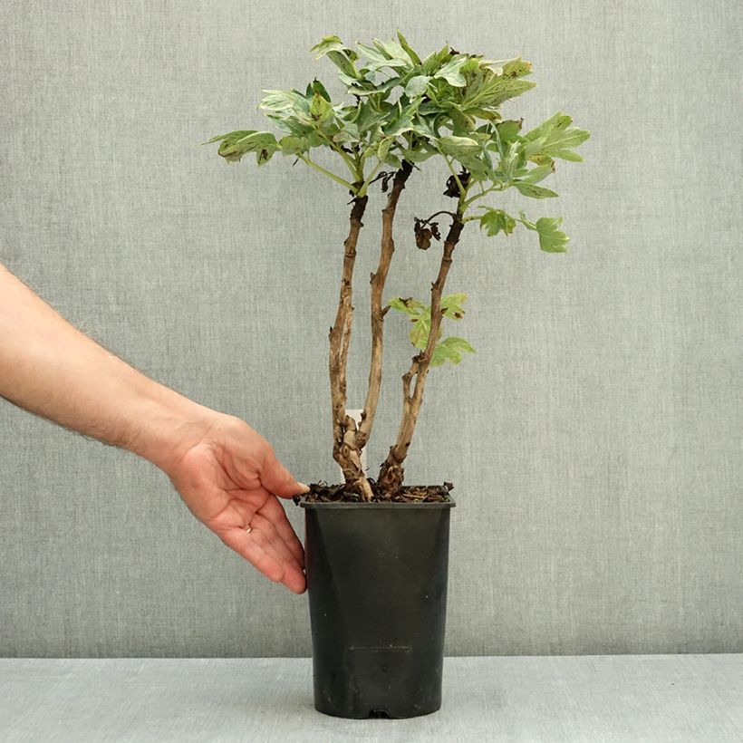 Example of Pivoine arbustive Cai Hui - Paeonia suffruticosa Pot de 2L/3L as you get in ete