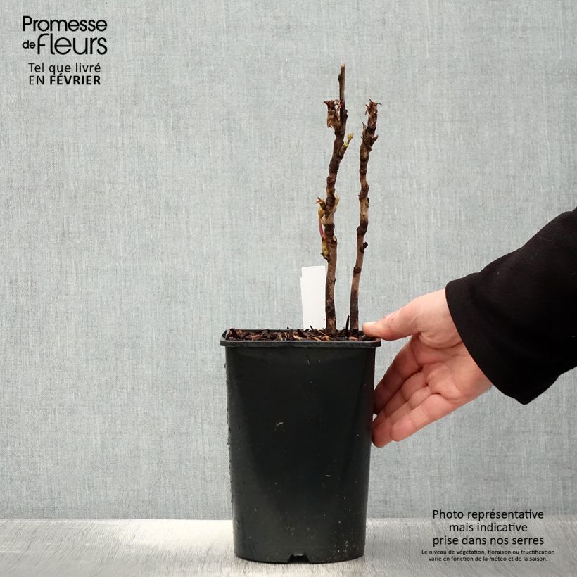 Example of Pivoine arbustive Lan Bao Shi (Blue Jewel, Blue Sapphire) - Paeonia suffruticosa Pot de 2L/3L as you get in hiver