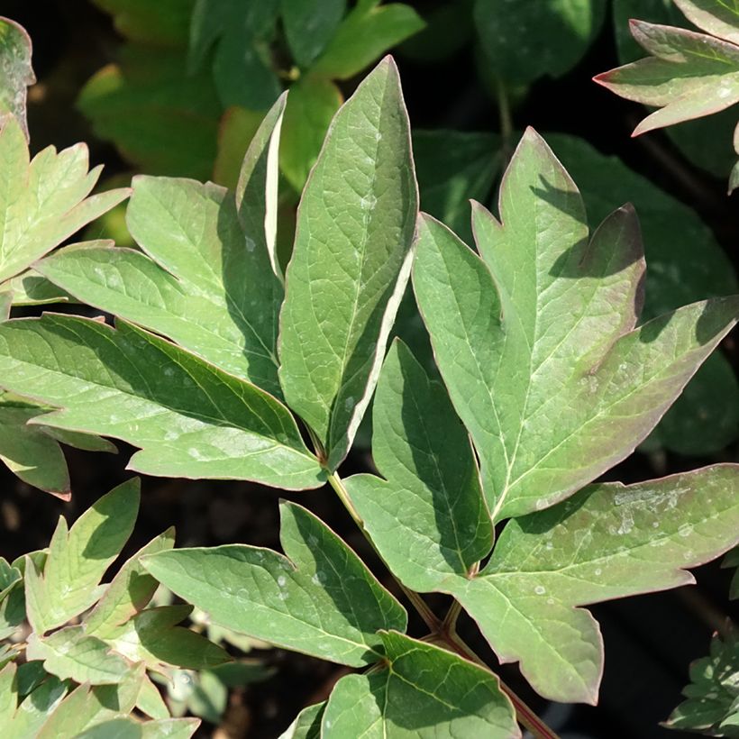 Pivoine arbustive Luo Yang Hong - Paeonia suffruticosa (Foliage)