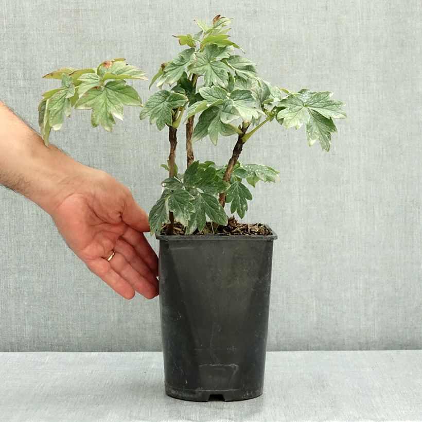 Example of Pivoine arbustive Luo Yang Hong - Paeonia suffruticosa Pot de 2L/3L as you get in ete