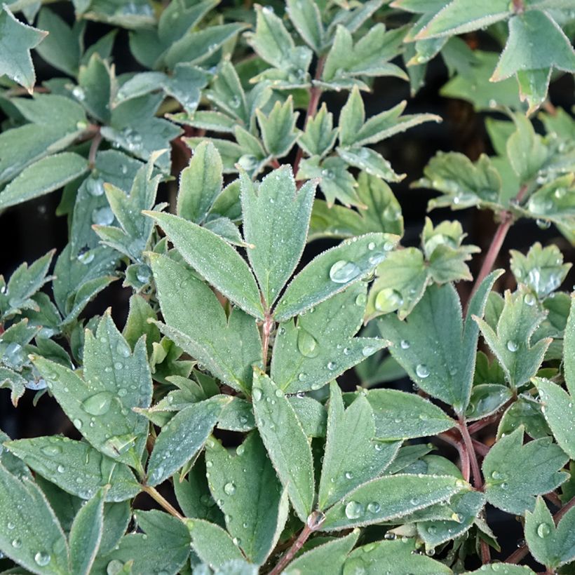 Pivoine arbustive Rou Fu Rong - Paeonia suffruticosa (Foliage)