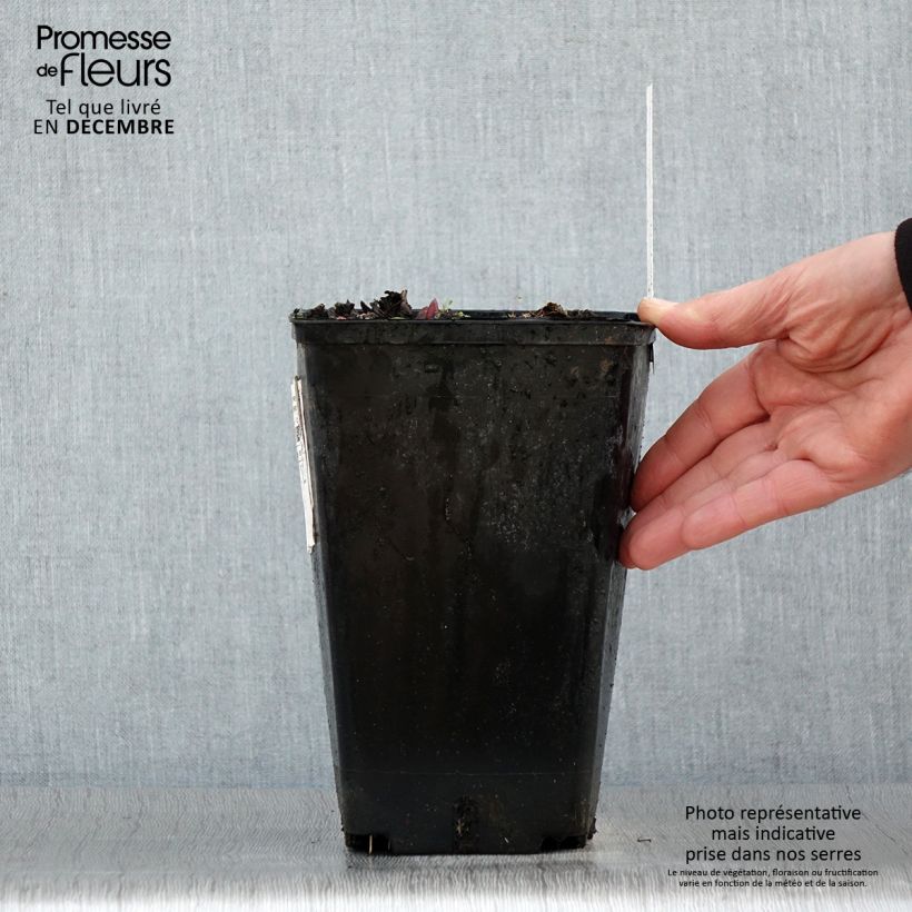 Example of Pivoine Claire de Lune Pot de 3L/4L as you get in hiver
