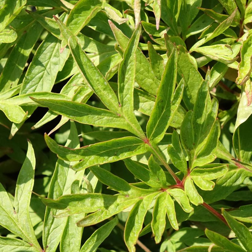 Pivoine emodi Late Windflower - Pivoine botanique (Foliage)