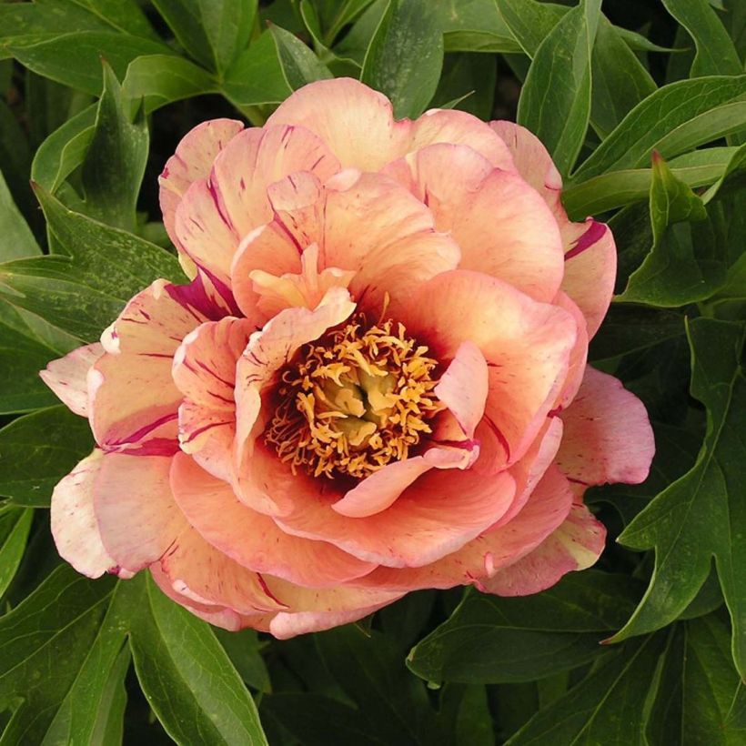 Pivoine Itoh Callies Memory (Flowering)