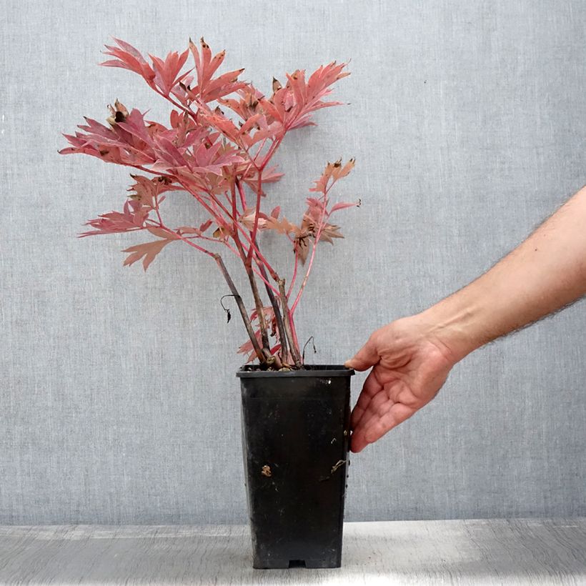 Example of PIvoine Itoh Julia Rose Pot de 2L/3L as you get in automne