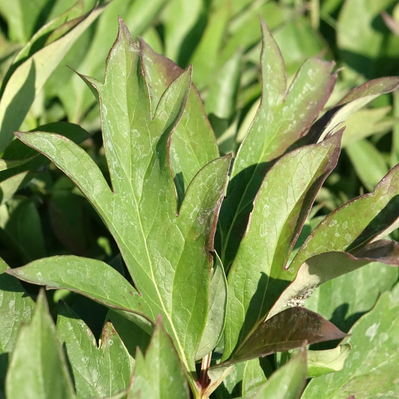 Pivoine Itoh Pink Ardour - Paeonia (Foliage)