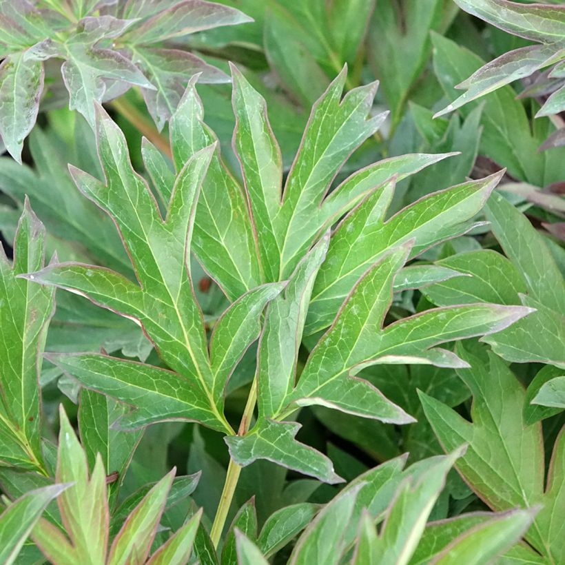 Pivoine itoh Viking Full Moon  (Foliage)