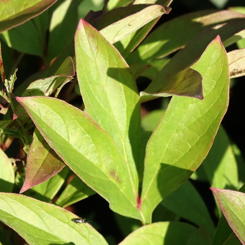 Pivoine lactiflora Amabilis (Foliage)