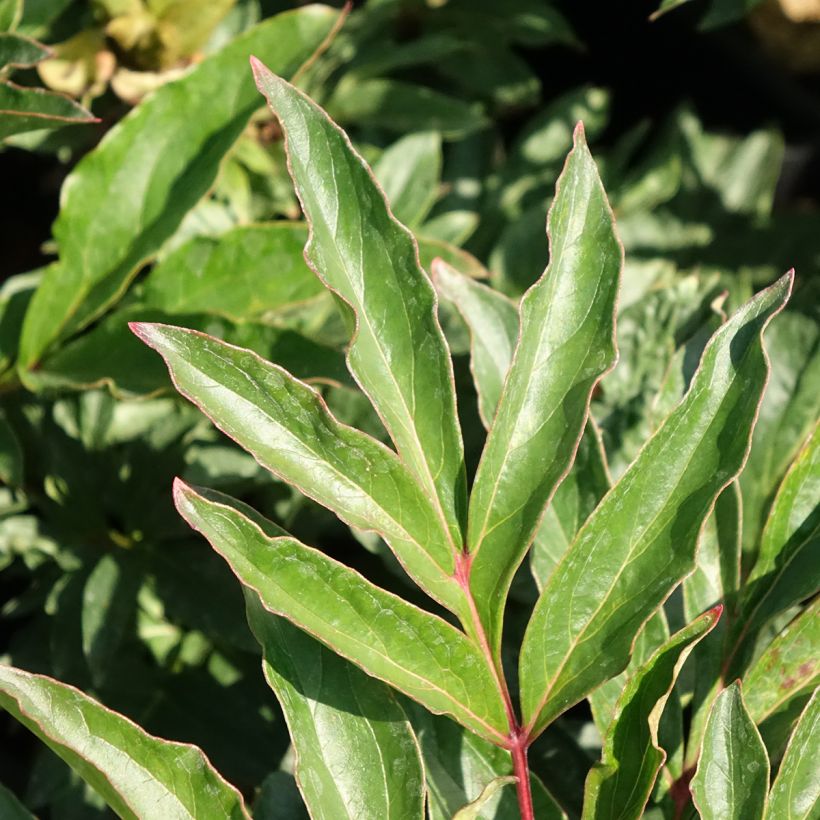 Pivoine lactiflora Coral Magic (Foliage)
