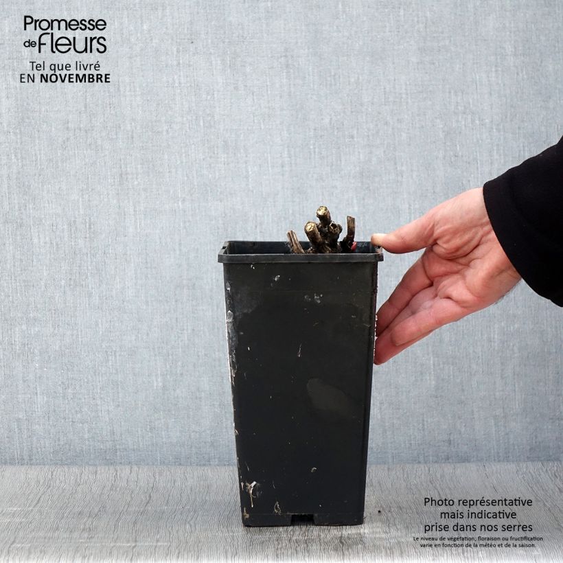 Example of Pivoine lactiflora Coral Magic Pot de 3L/4L as you get in automne