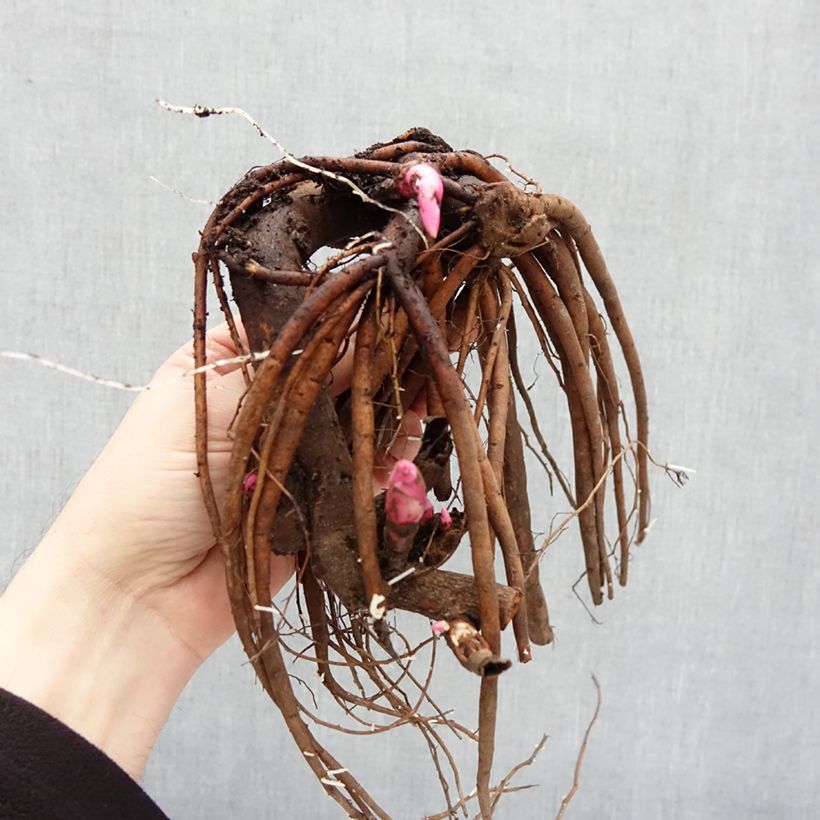 Example of Pivoine lactiflora Coral Magic Souche 3/5 yeux as you get in hiver