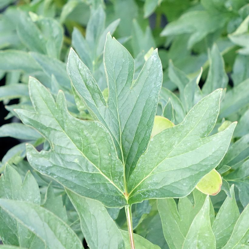 Pivoine lactiflora Cytherea  (Foliage)