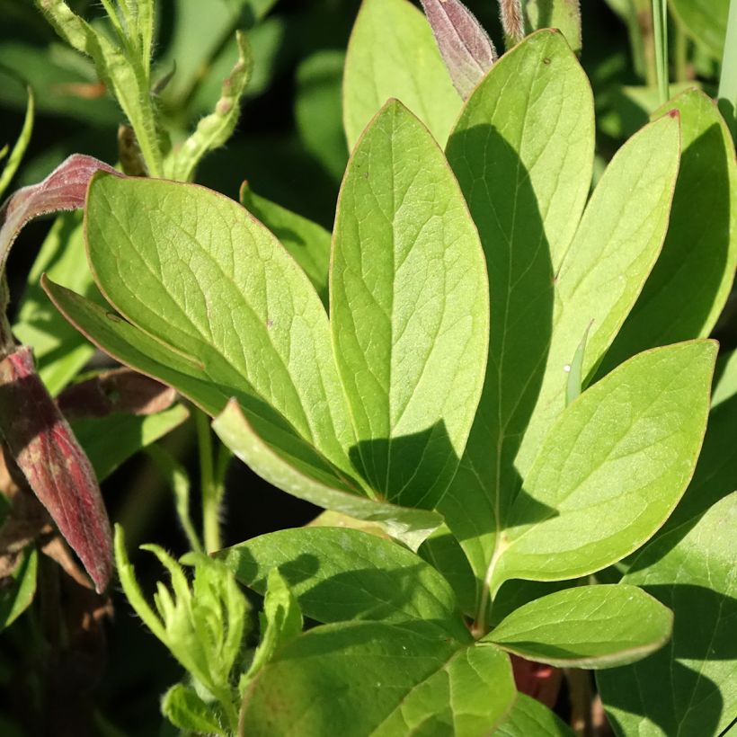 Pivoine lactiflora Diana Parks (Foliage)
