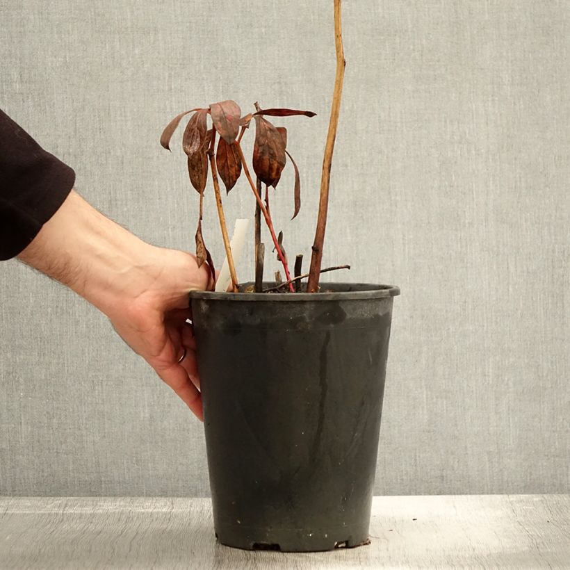 Example of Pivoine lactiflora Dr Alexander Fleming Pot de 3L/4L as you get in automne