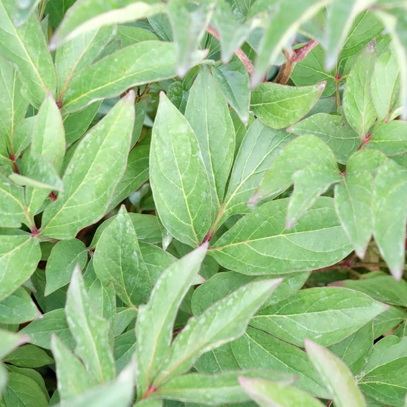 Pivoine lactiflora Françoise Ortegat (Foliage)
