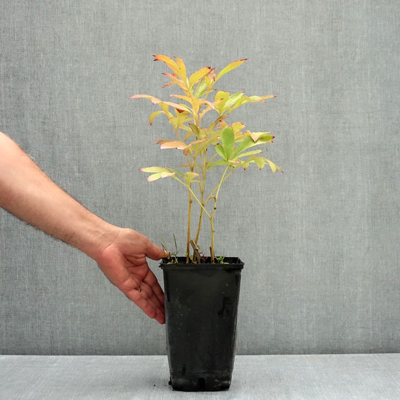 Example of Pivoine lactiflora Fringed Ivory Pot de 4L/5L as you get in ete