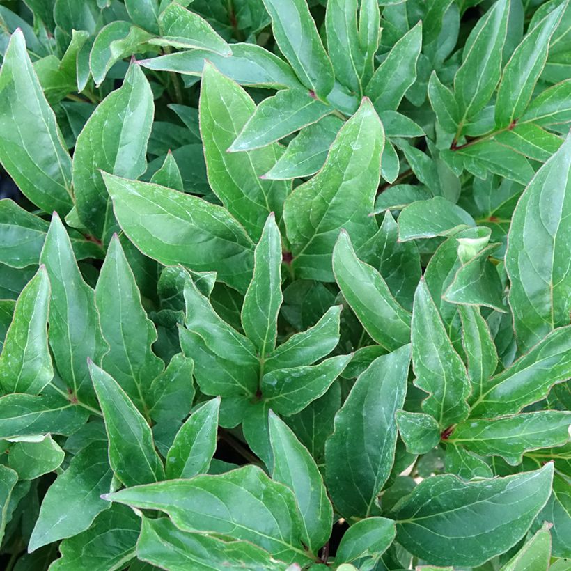 Pivoine lactiflora Green Halo (Foliage)