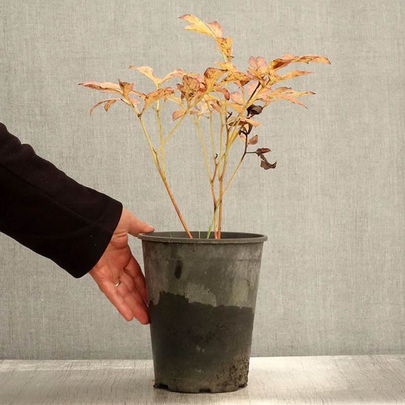 Example of Pivoine lactiflora Jan van Leeuwen Pot de 3L/4L as you get in automne