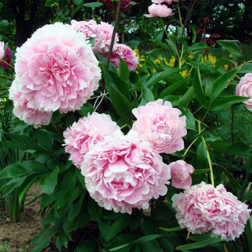 Pivoine lactiflora Lady Orchid (Flowering)