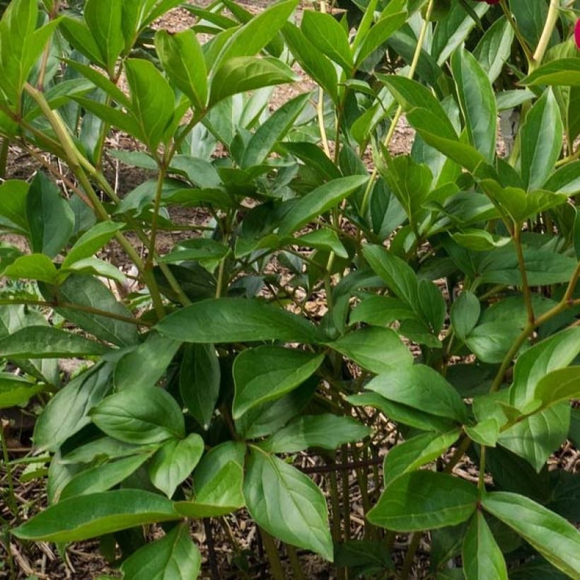 Pivoine lactiflora Louis Van Houtte (Foliage)
