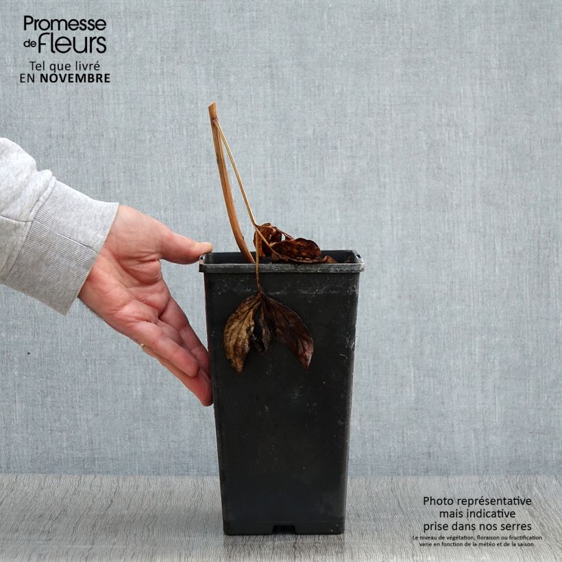 Example of Pivoine lactiflora Nippon Beauty Pot de 3L/4L as you get in automne