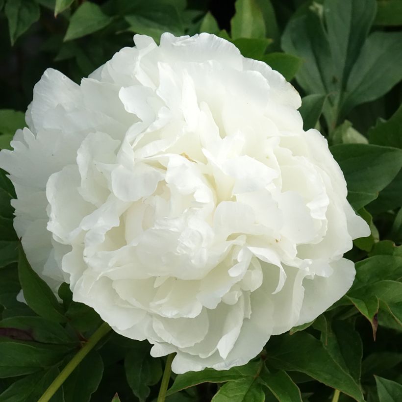 Pivoine lactiflora Puffed Cotton (Flowering)